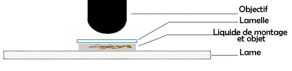 placemnt objet microscope