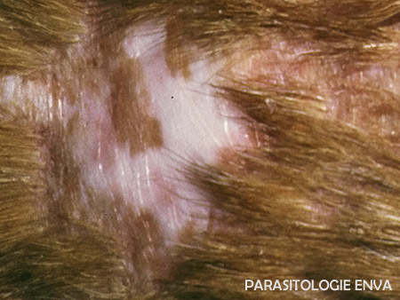 cicatrice Photo UP parasito/dermato ENVA.