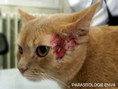 excoriation chez un chat  Photo UP parasito/dermato ENVA.