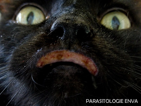 ulcere chez un chat Photo UP parasito/dermato ENVA.