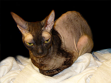 Alopécie chez une chatte atteinte d'hyperoestrogénisme iatrogène. Photo de Benjamin Bayon