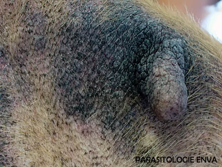 hyperpigmentation photo de Benjamin Bayon