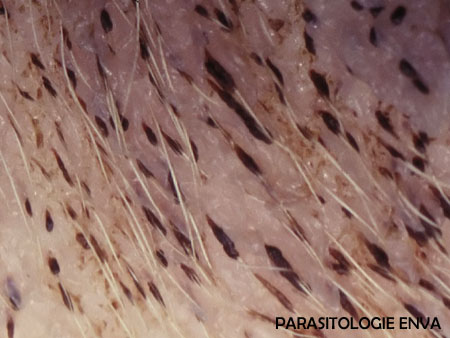 manchon pilaire Photo UP parasito/dermato ENVA.
