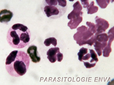 eosinophiles