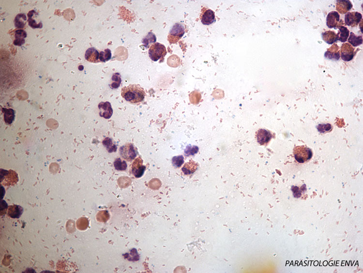 eosinophiles