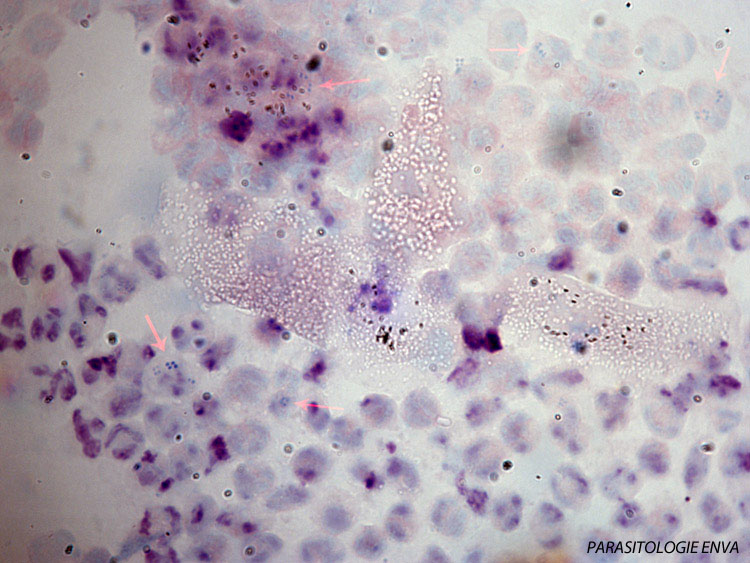phage