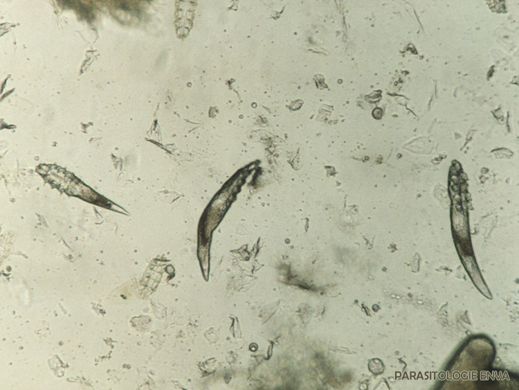 Demodex