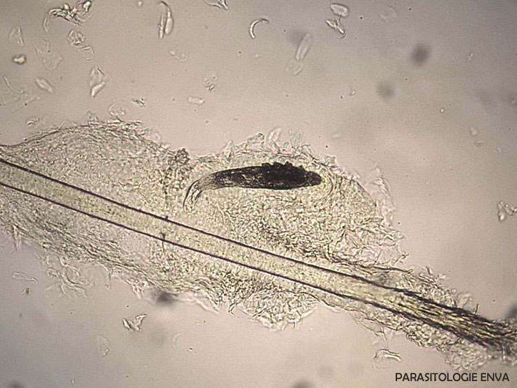Demodex