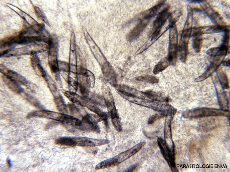 Demodex