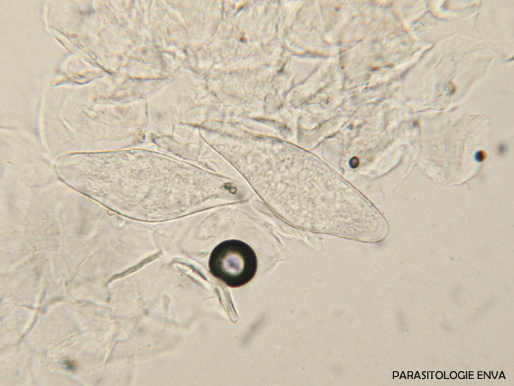 Demodex larves