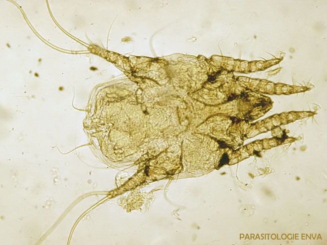otodecte femelle