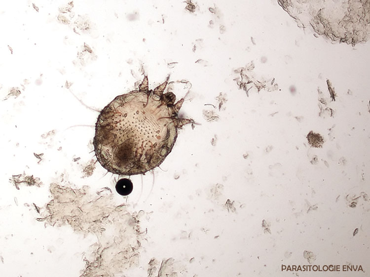 sarcopte femelle