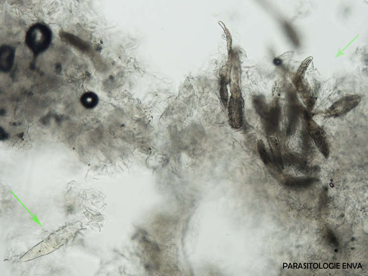Demodex