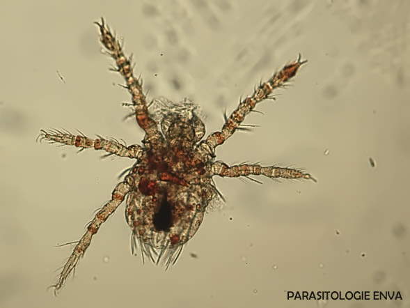 trombicula automnalis aoûtat