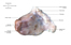 Image lgende