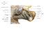 Image lgende