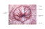Image lgende