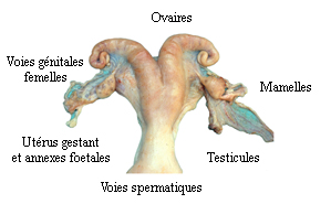 Images appareil génital et Mamelles