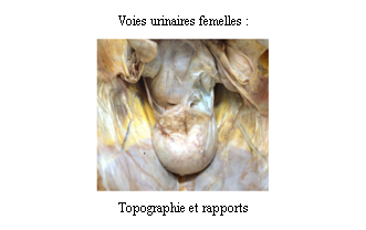 Images voies urinaires