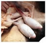 Images testicules