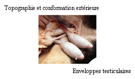 Images testicules