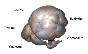 Images estomac