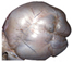 Images rumen