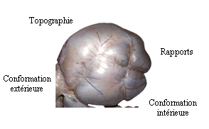 Images rumen