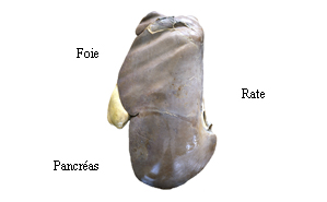 Images foie, rate et pancréas