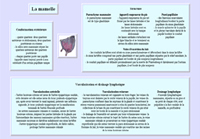 Fiche mamelles
