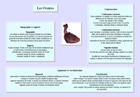 FIche ovaires