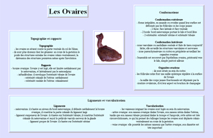 Fiches appareil génital et mamelle