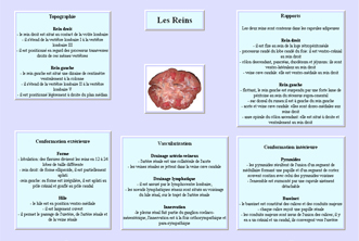Fiche reins
