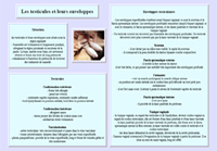 Fiche testicules et enveloppes testiculaires