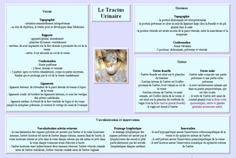 Fiche voies urinaires