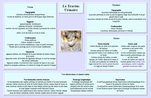 FIches appareil urinaire