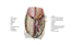 Image lgende