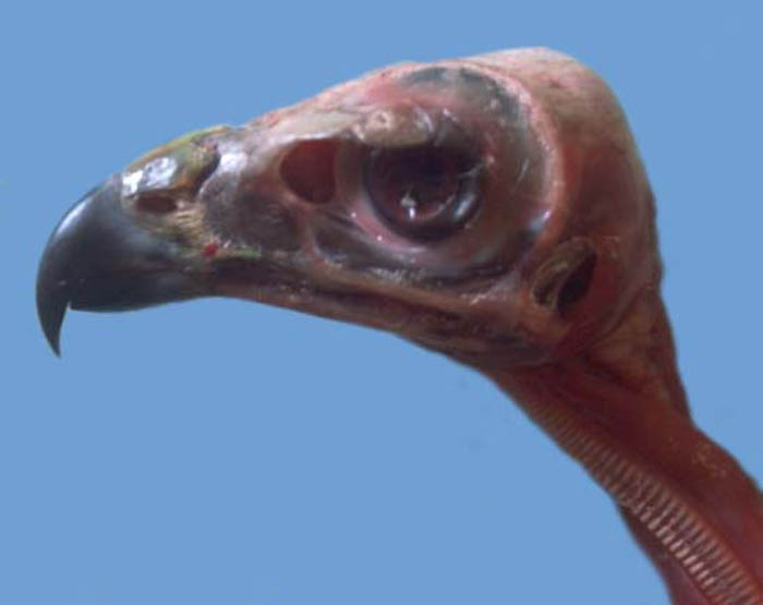 tetebuse