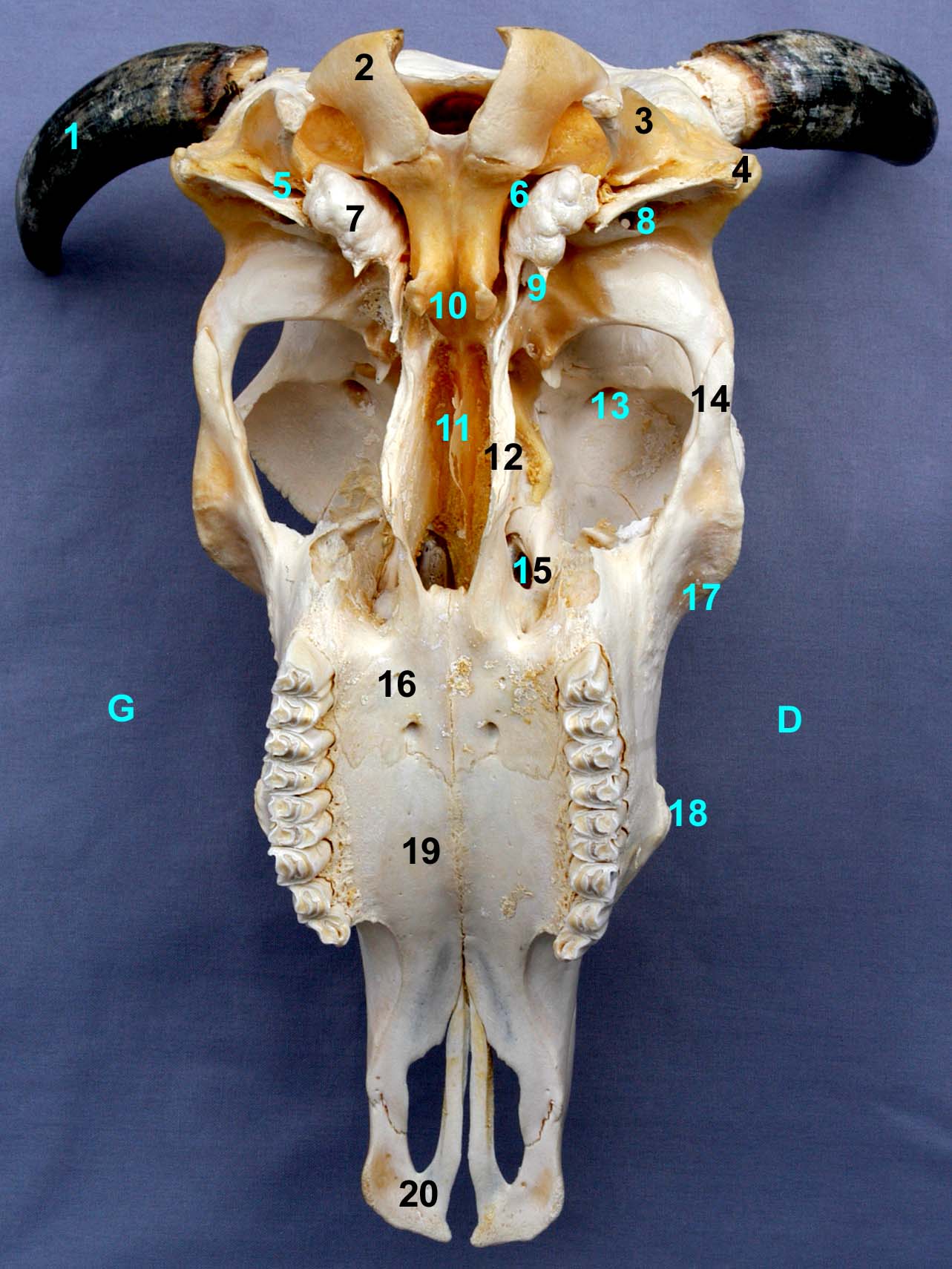 tête osseuse et mandibules de bovin vue ventrale