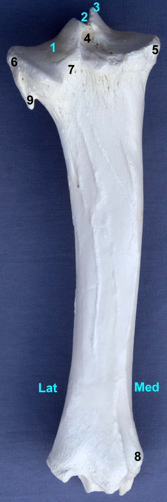 tibia de bovin vue caudale