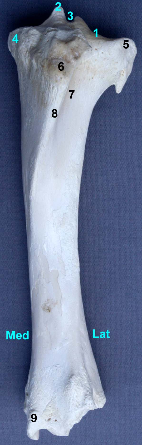 tibia de bovin vue crâniale