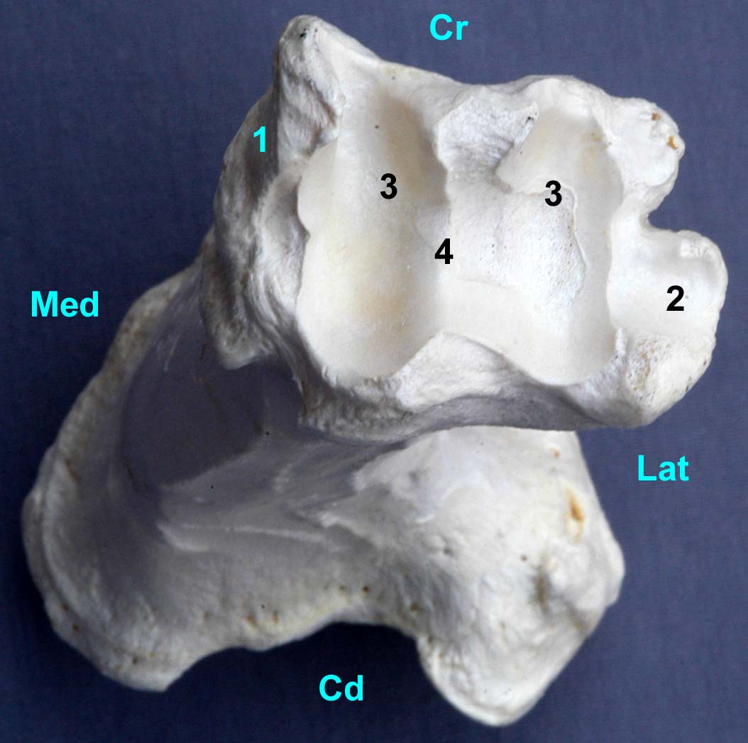 tibia de bovin vue distale