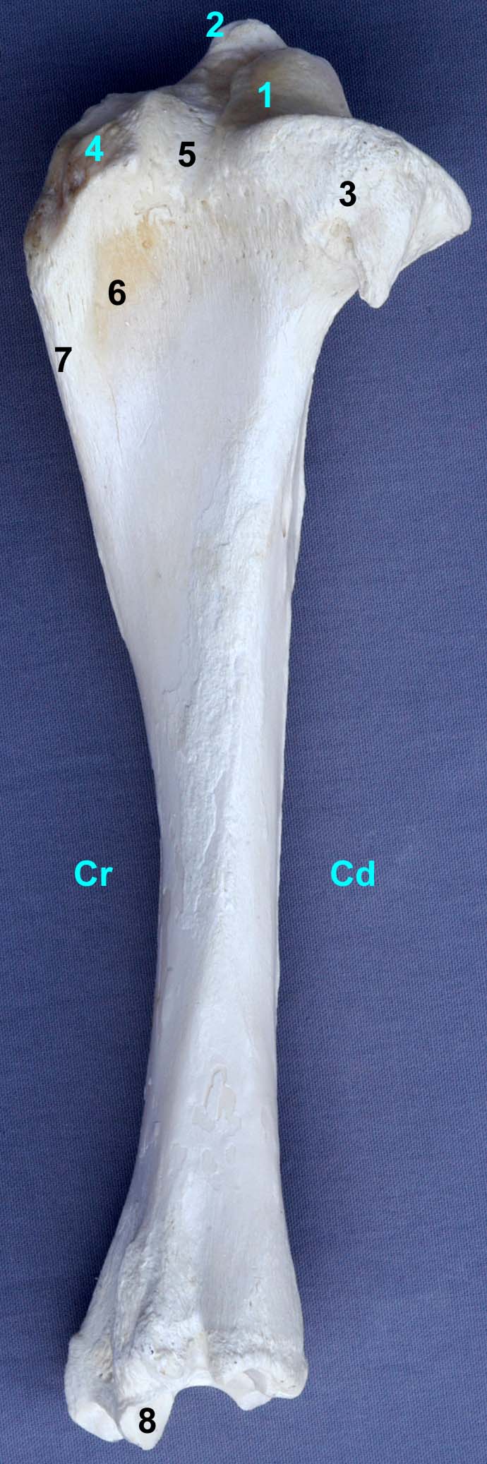 tibia de bovin vue latérale