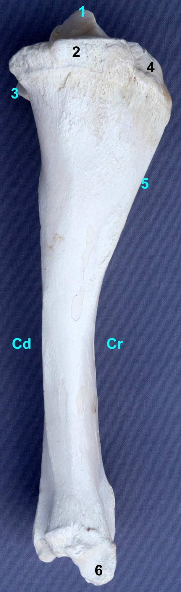 tibia de bovin vue médiale