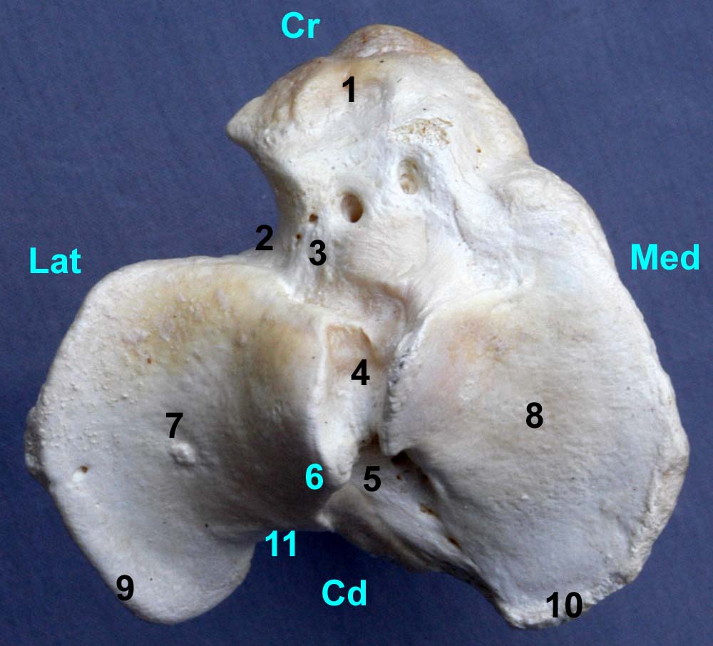 tibia de bovin vue proximale