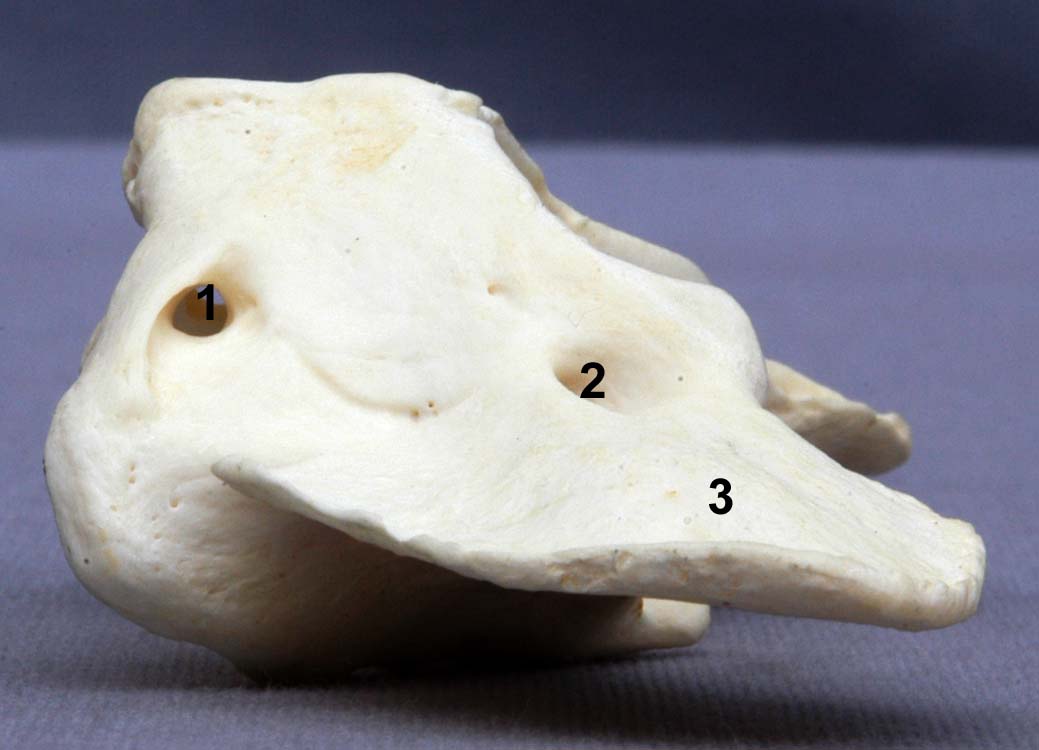 Atlas de chien vue latérale