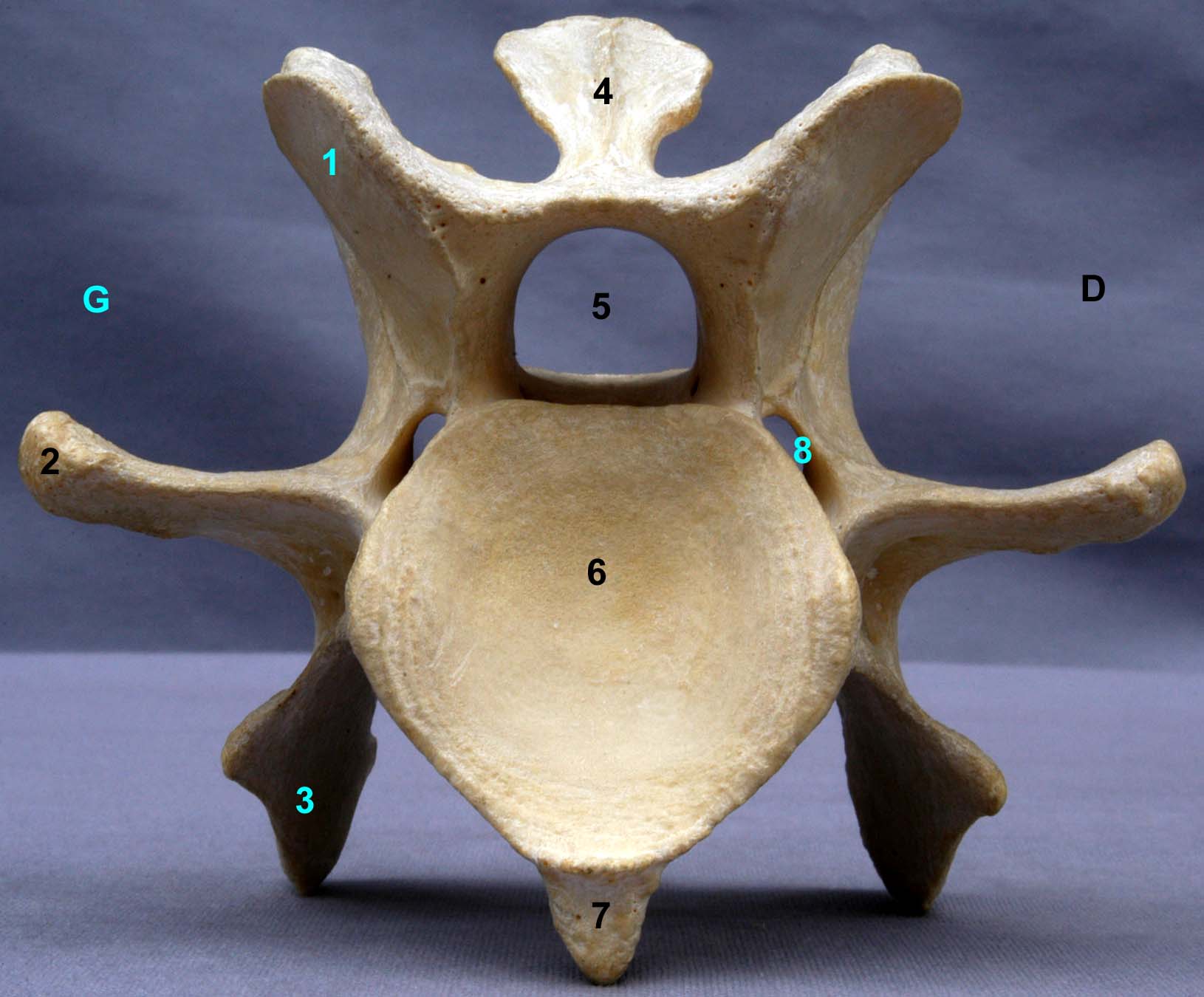 Vertèbres cervicales III IV V de bovin vue caudale