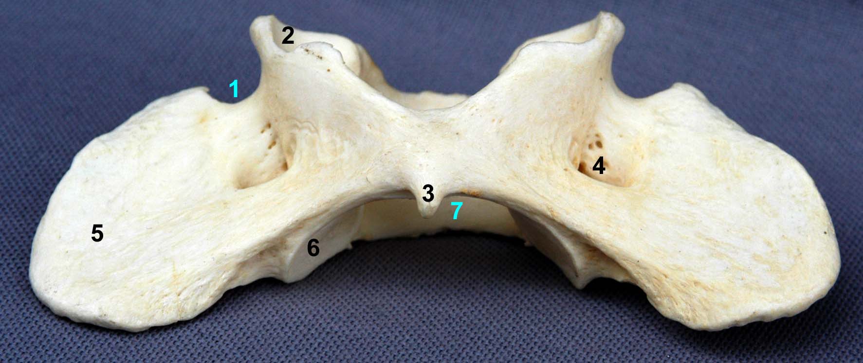 Atlas de chien vue ventrale