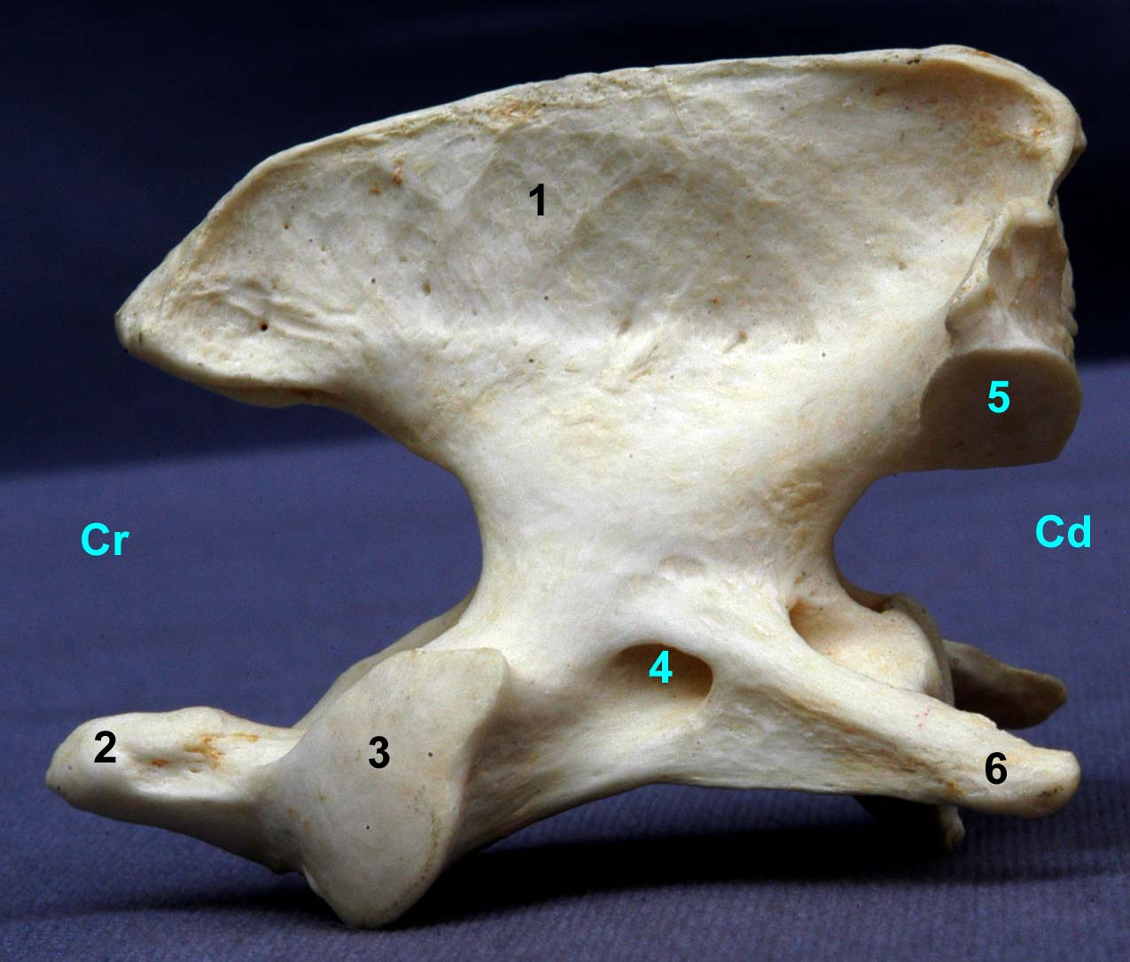 Atlas de chien vue latérale