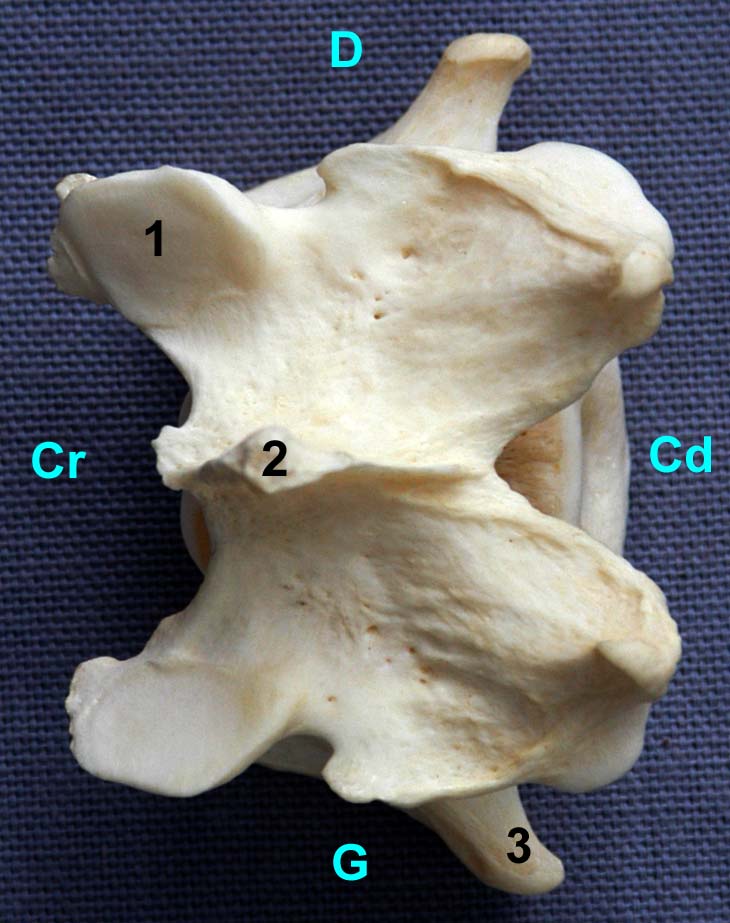 Vertèbres cervicales III IV V de chien vue dorsale